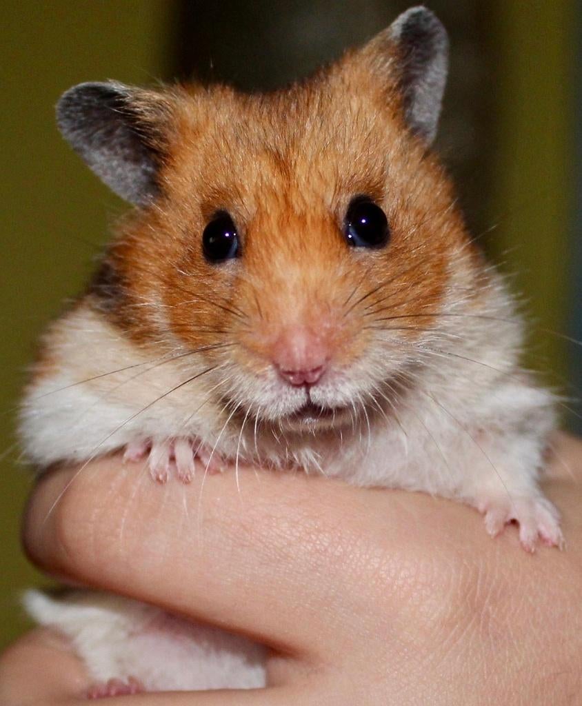 Goudhamsters, Dieren en Toebehoren, Knaagdieren, Februari, Meerdere dieren, Hamster