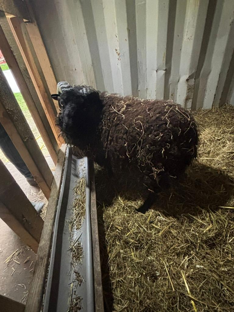 Ouessant ram, Mannelijk, Schaap