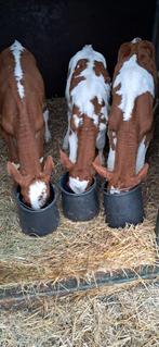 Wegens aanfok: 3 Luxe stamboek vaarskalveren, Dieren en Toebehoren, Vrouwelijk
