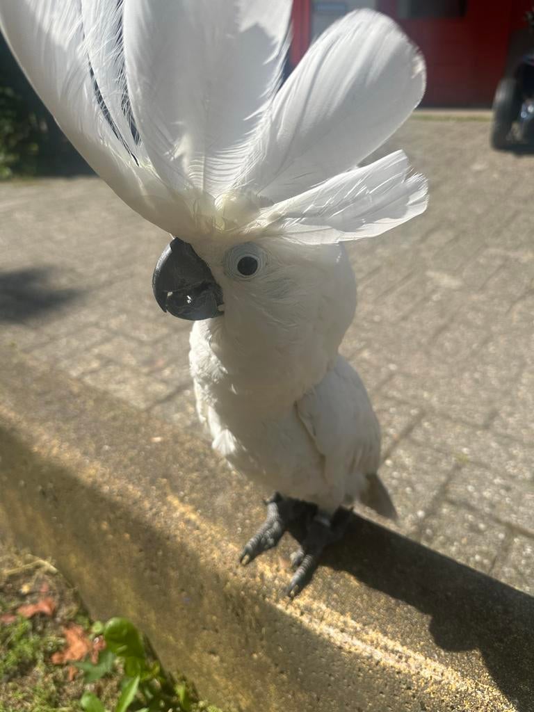 Witte kuif kaketoe (14 jaar), Dieren en Toebehoren, Vogels | Parkieten en Papegaaien, Vrouwelijk, Papegaai, Geringd