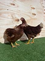 Bruine legkippen, lohmann brown, leghennen, Vrouwelijk, Kip