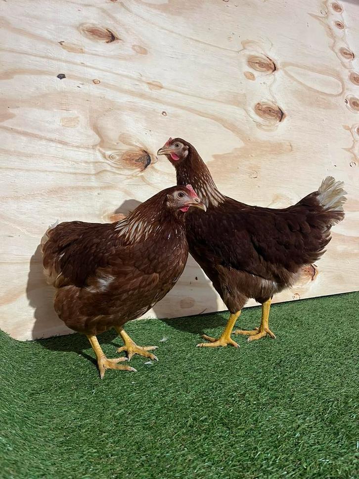 Bruine legkippen, lohmann brown, leghennen, Dieren en Toebehoren, Pluimvee, Kip, Vrouwelijk