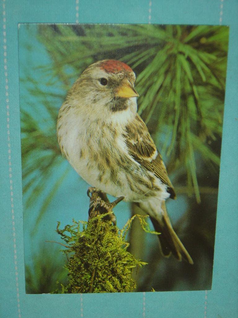 15) Kleuren ansichtkaart Sijsje, Ophalen of Verzenden, 1980 tot heden, Gelopen, Vogel