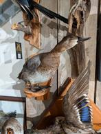 opgezette tafeleend vrouw wilde eend fazant jacht vogel, Ophalen, Zo goed als nieuw, Vogel, Opgezet dier