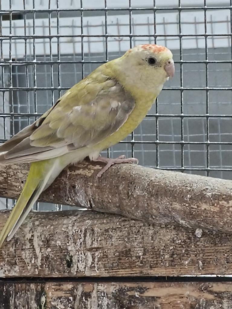 Te koop nog twee roodruggen pop, Vrouwelijk, Parkiet, Geringd