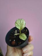 Philodendron gloriosum variegata, Huis en Inrichting, Kamerplanten, Ophalen, Halfschaduw, Minder dan 100 cm