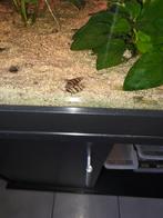 Helena slak, Slak of Weekdier