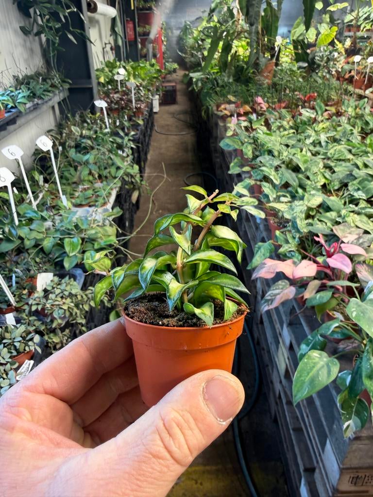 Hoya lacunosa 'Bruno' - Compacte wasbloem in 6 cm pot, Huis en Inrichting, Kamerplanten, Ophalen of Verzenden