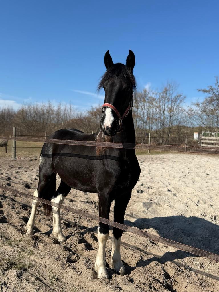 Aparte Barock Pinto merrie, Dieren en Toebehoren, Paarden, Merrie, Met stamboom, Dressuurpaard, 0 tot 2 jaar