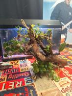 Kienhout, aquarium hout met planten Anubias en trident varen, Ophalen of Verzenden, Tak, Plant, Rots of Steen
