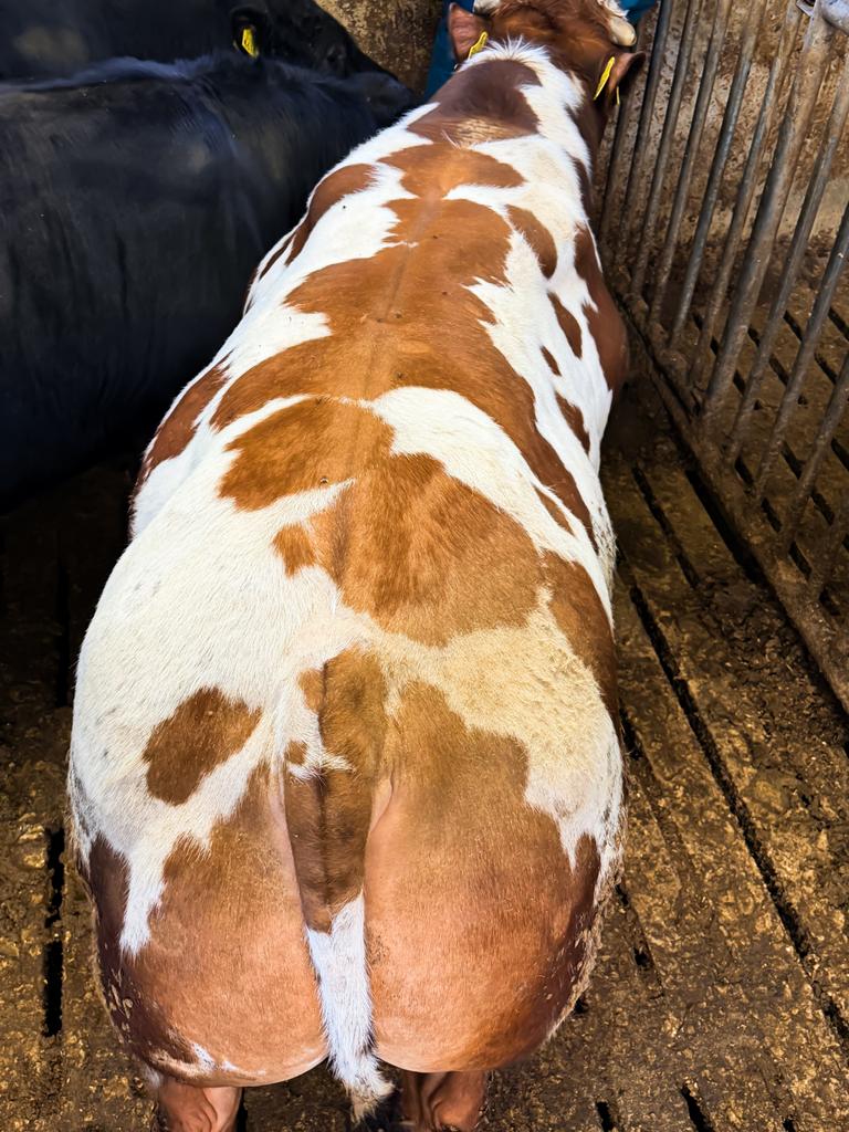 Mooie dikbil dekstier te koop, Dieren en Toebehoren, Runderen, Mannelijk