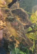 Fahaka puffer kogelvis, Dieren en Toebehoren, Vissen | Aquariumvissen, Vis, Zoetwatervis
