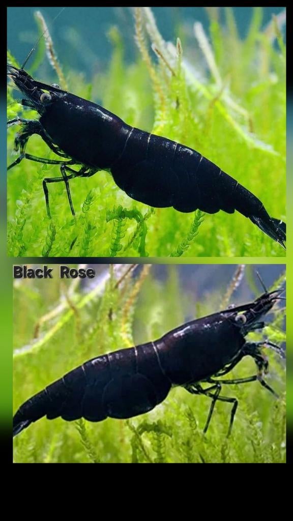 Zwarte sakura HG garnalen op kraanwater!, Kreeft, Krab of Garnaal, Zoetwatervis, Schoolvis