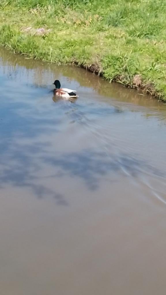 Meeskleurige kwakker woerd, Dieren en Toebehoren, Pluimvee, Mannelijk, Eend