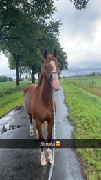 Leasepaard aangeboden, Dieren en Toebehoren, Ophalen of Verzenden