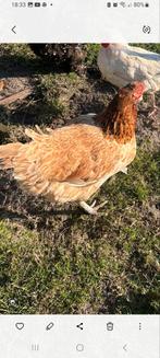 Araucana hen  ( Groene eieren  legger ), Vrouwelijk, Kip