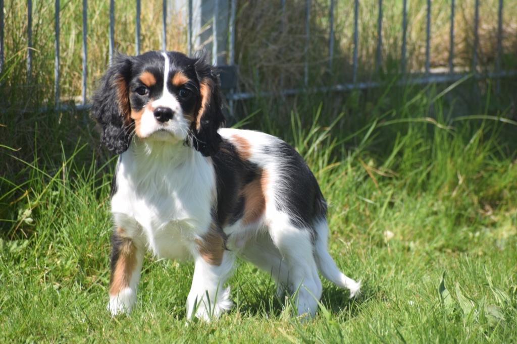 Cavalier king charles spaniel pups prachtige kleuren, Dieren en Toebehoren, 15 weken tot 1 jaar, Buitenland, Parvo, Meerdere