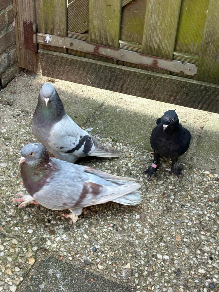 Takla, Mannelijk, Postduif