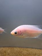 Zoenvis (Helostoma temminckii), Vis, Zoetwatervis, Schoolvis