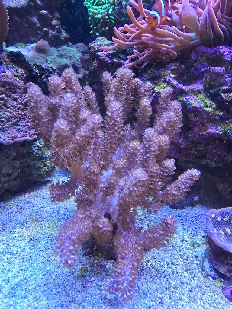 Capella, roze keniaboom stekjes, Dieren en Toebehoren, Vissen | Aquariumvissen, Vis