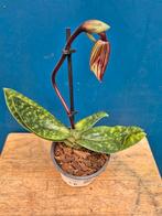Orchidee Paphiopedilum p9 (27), Ophalen of Verzenden, Halfschaduw, Minder dan 100 cm