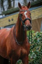 8 jarige Z1 Dressuur ruin, 175 cm of meer, Ruin, Dressuurpaard, 7 tot 10 jaar