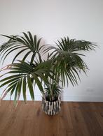 Large Palm Fern Houseplant with Pot, Ophalen