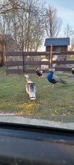 Pauwhanen en enkele kalkoenen te koop, Meerdere dieren, Kalkoen