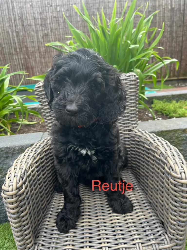 Prachtige Labradoodle pups (nog 2 lieve reutjes!), Overige rassen, 8 tot 15 weken, Meerdere, Meerdere dieren