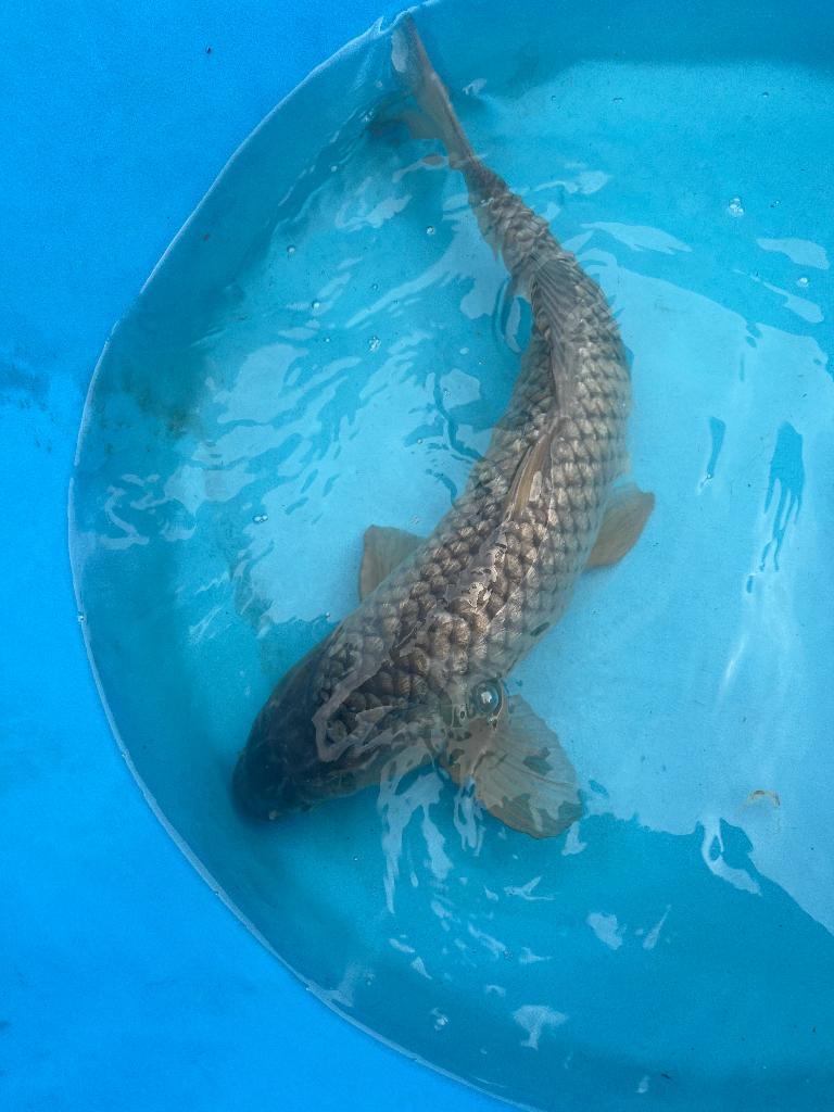 5 japanse koi te koop voor 100€ moet ruimte maken, Karper of Koi