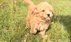 Maltipoo pups, Parvo, Nederland, Overige rassen, 8 tot 15 weken