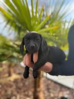 Dwerg teckel pups, Dieren en Toebehoren, 8 tot 15 weken, Korthaar, Dwerg, Parvo