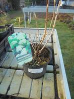 hortensia annabelle, Tuin en Terras, Planten | Tuinplanten, Overige soorten, Vaste plant, Ophalen of Verzenden, Halfschaduw