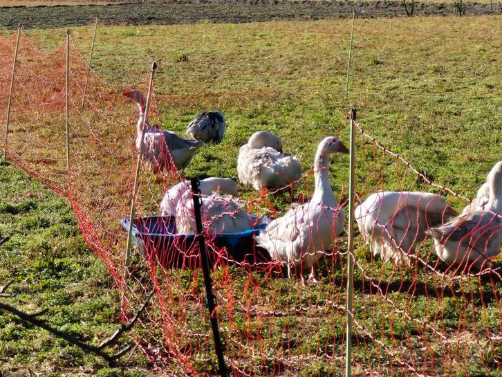 Krulveer ganzen pullen / kuikens te koop., Dieren en Toebehoren, Pluimvee | Toebehoren, Nieuw, Overige typen, Ophalen