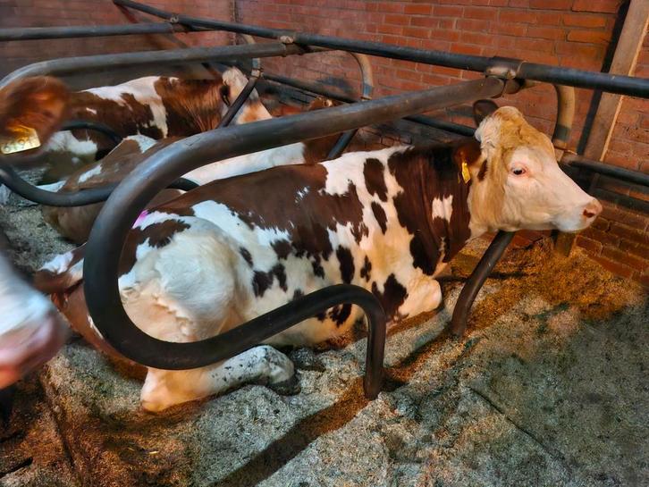 Ligboxen, Zakelijke goederen, Agrarisch | Aardappelen, Groenten, Fruit en Vlees, Ophalen of Verzenden