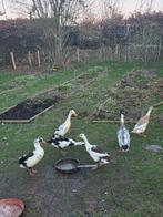 Loopeend en kippen eieren, Dieren en Toebehoren, Pluimvee, Geslacht onbekend, Eend