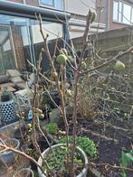 Stekken vijgenboom, Ophalen of Verzenden, 100 tot 250 cm, Vijgenboom