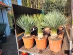 Yucca rostrata - Blauwe Palmlelie, Ophalen, Overige soorten, Volle zon