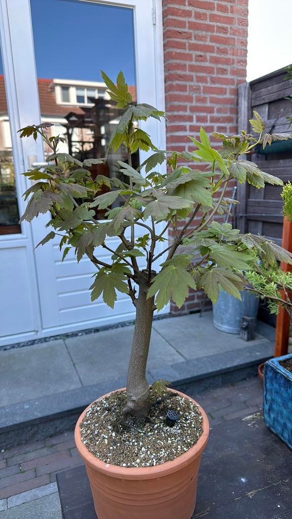 Acer/ Esdoorn pseudoplatanus bonsai, Ophalen, Bloeit niet, Overige soorten, Halfschaduw