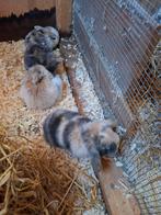 Franse hangoren, Dieren en Toebehoren, Konijnen, Geslacht onbekend, Groot, 0 tot 2 jaar