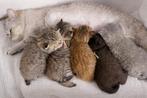 Nestje hele unieke Britse korthaar kittens, Meerdere dieren