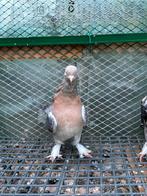 Takla jong duivin voor goed prijs, Vrouwelijk