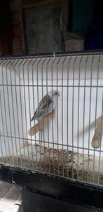 Blauwe rosella  pop, Vrouwelijk, Parkiet