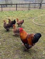 Broedeieren Cochin groot ras, Dieren en Toebehoren, Geslacht onbekend, Kip