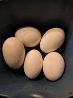 Ganzen eieren, Dieren en Toebehoren, Meerdere dieren, Gans of Zwaan