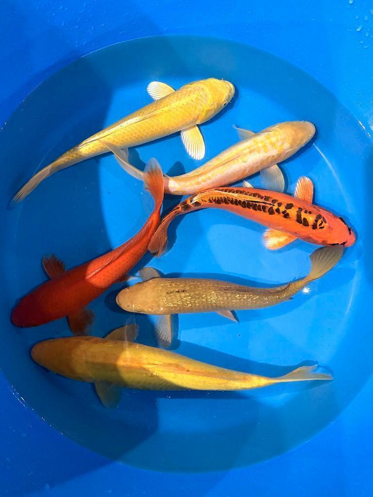 Japankoi grote keus Jonge Japankoi, kom eens kijken,, Karper of Koi