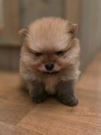 Pomeriaan (Pomeranian) puppy, Dieren en Toebehoren, Overige rassen, 8 tot 15 weken, Meerdere dieren, Eén hond