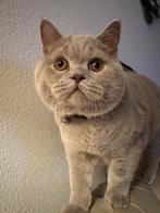 DEKKATER LILAC, Dieren en Toebehoren, Katten en Kittens | Raskatten | Korthaar, Kater