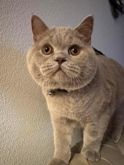 DEKKATER LILAC. NIET TE KOOP, Dieren en Toebehoren, Katten en Kittens | Raskatten | Korthaar, Kater