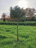 Portugese laurier op stam, Tuin en Terras, Planten | Bomen, Bolboom, Bloeit niet, Halfschaduw, Ophalen of Verzenden